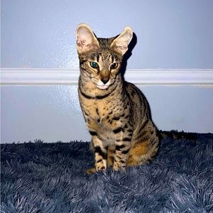 Live show‼️Like this listing❤️